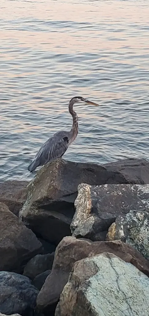 A great blue heron stands on large rocks at the water's edge, with the calm waters of a lake in the background during dusk.